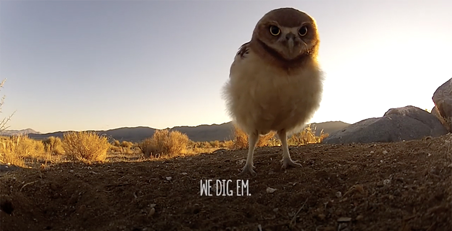 Burroing Owls